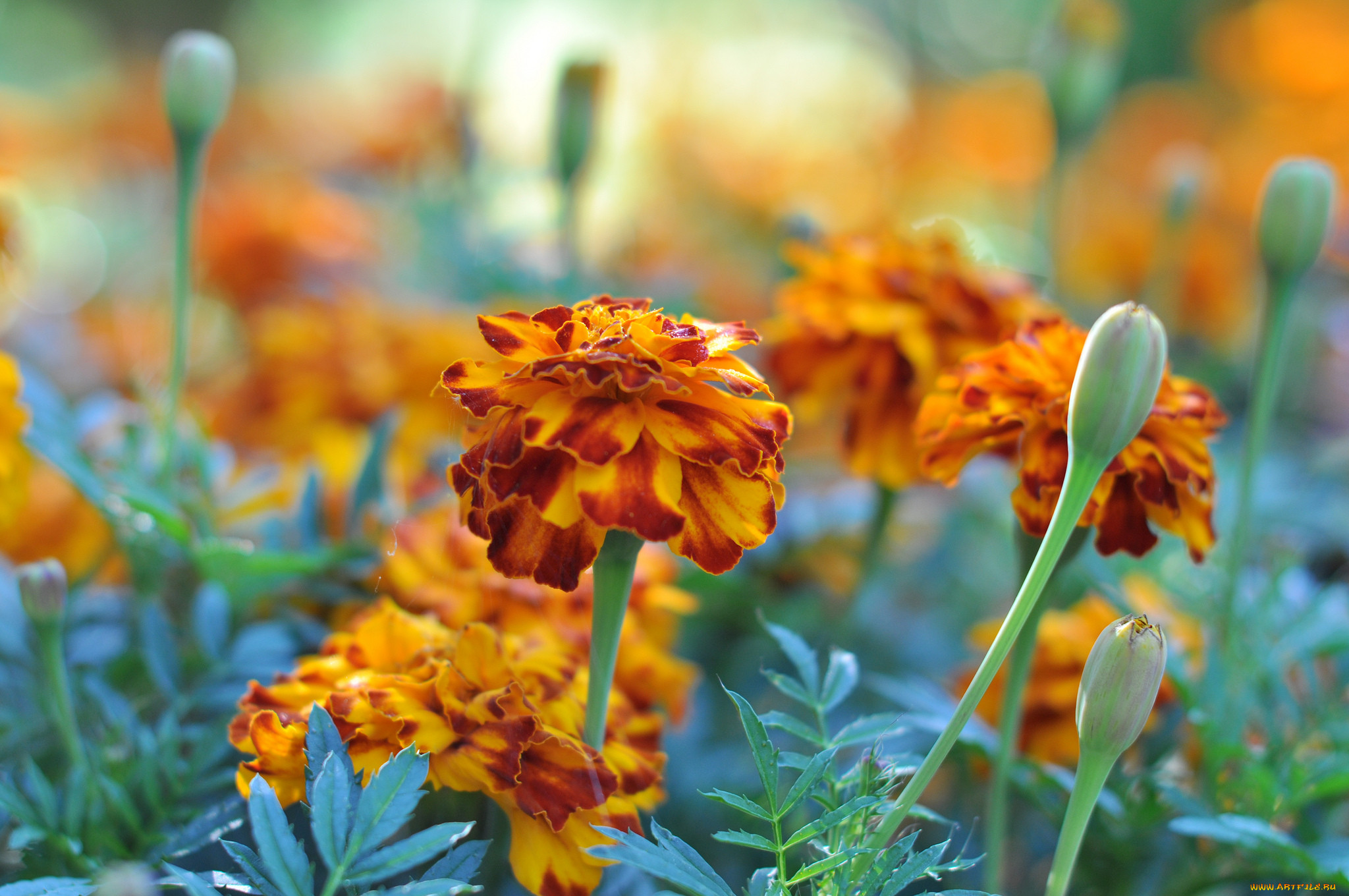 , , bushes, flowering, orange, yellow, , , , marigold